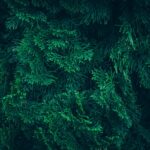 Close-up of dark green pine tree needles