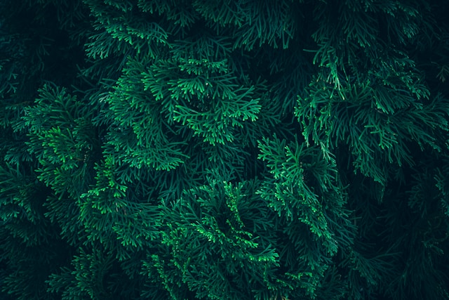 Close-up of dark green pine tree needles